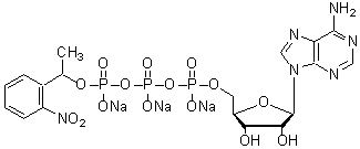 Caged ATP