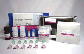 -<em>Nucleostain</em>- DNA Damage Quantification Kit -AP Site Counting-