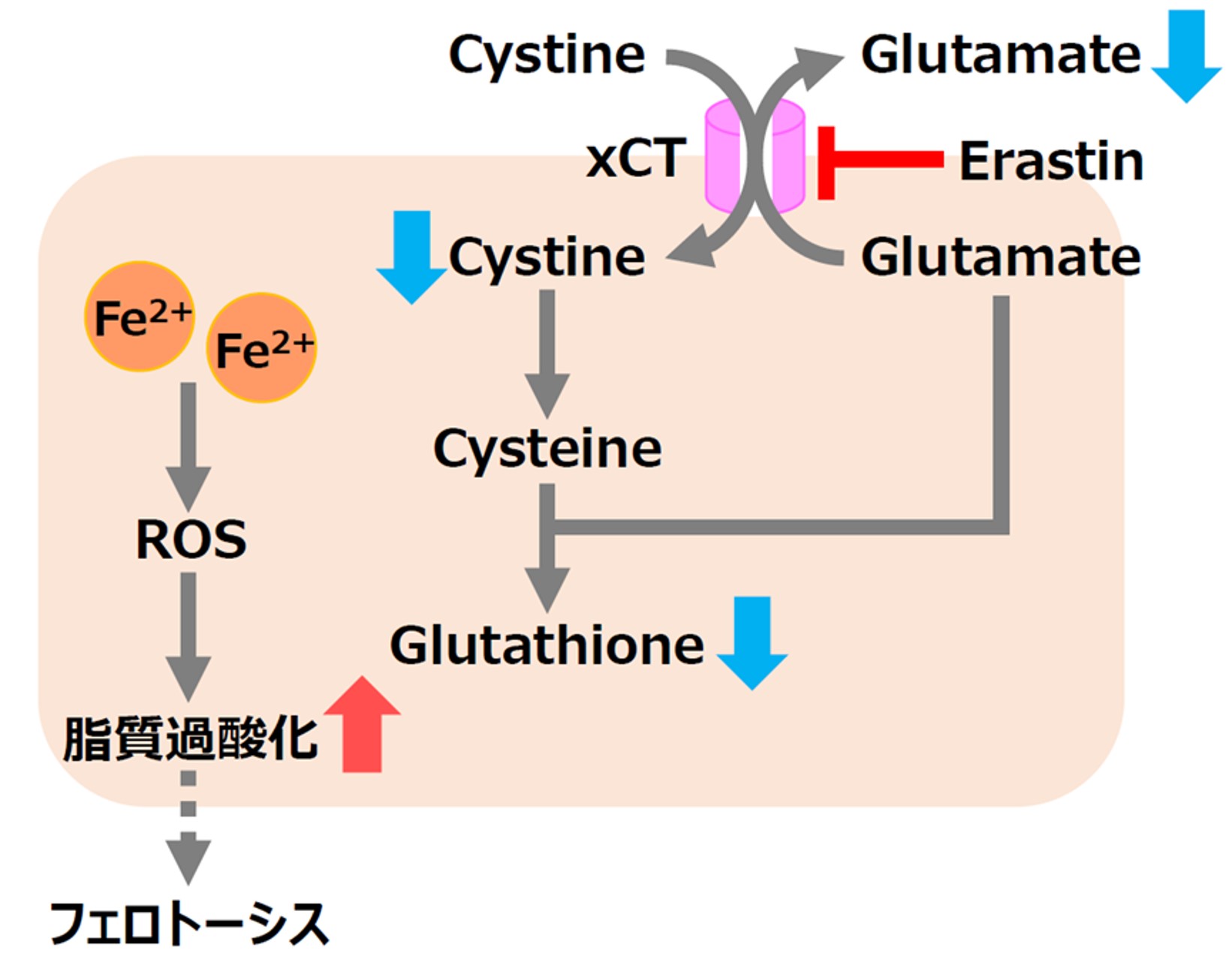 細胞内鉄イオン測定試薬 FerroOrange　