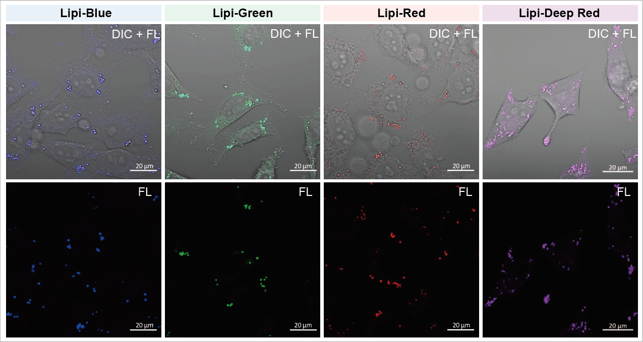 脂肪滴染色蛍光色素 Lipi Red 同仁化学研究所