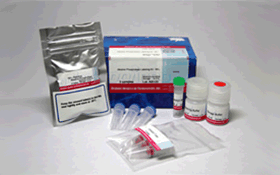 Alkaline Phosphatase Labeling Kit - NH<sub>2</sub>