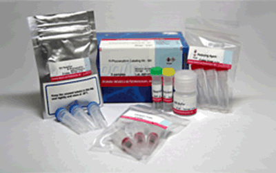 R-Phycoerythrin Labeling Kit - SH