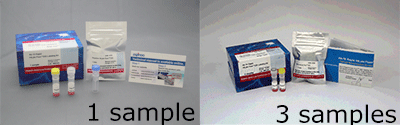 Ab-10 Rapid HiLyte Fluor™ 555 Labeling Kit