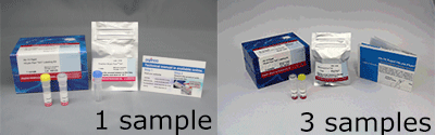 Ab-10 Rapid HiLyte Fluor™ 647 Labeling Kit