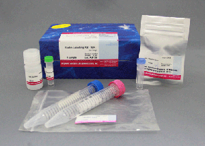 Biotin Labeling Kit - NH<sub>2</sub> (for 1mg)