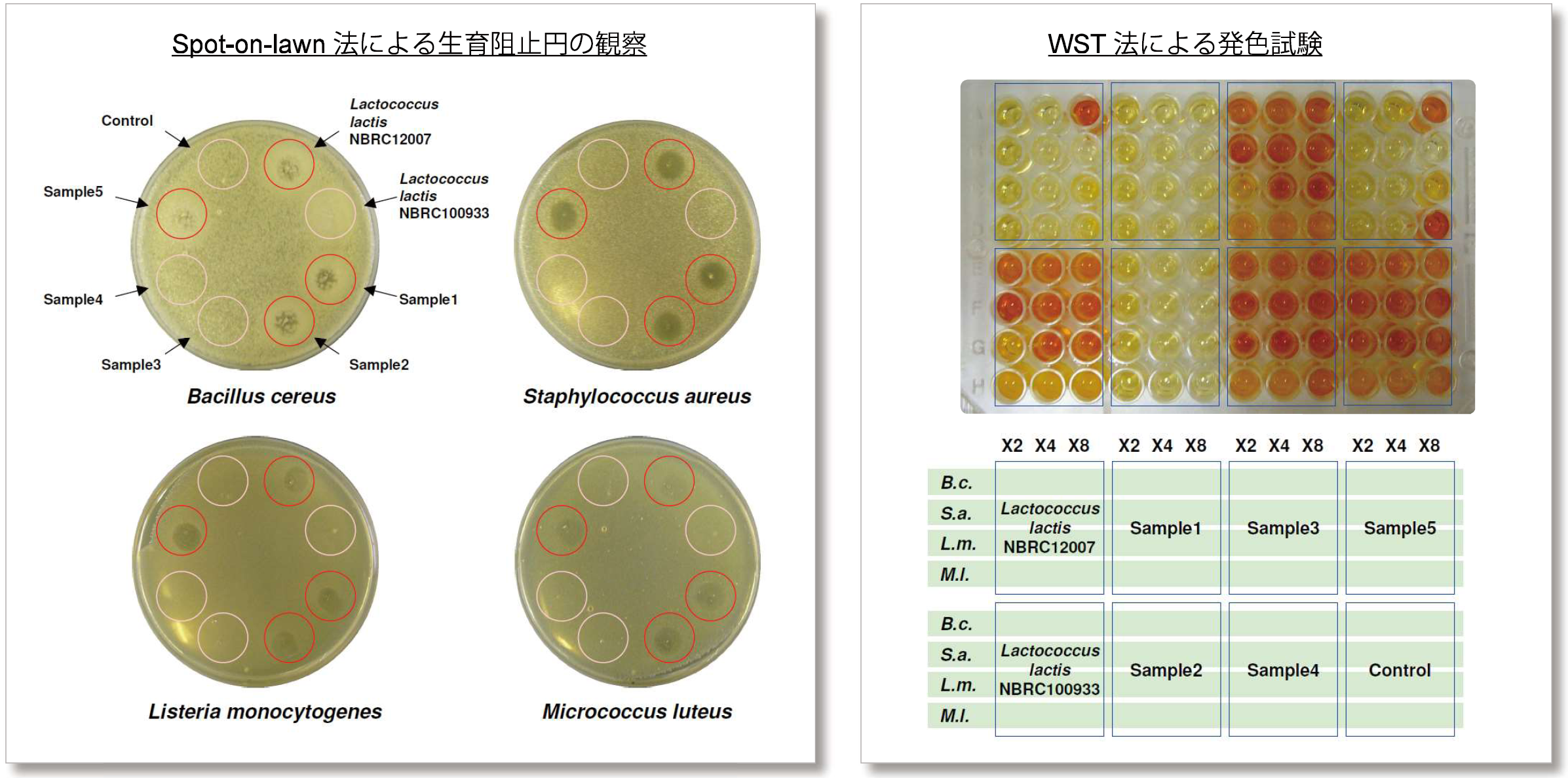 微生物増殖アッセイキット Microbial Viability Assay Kit Wst 同仁化学研究所