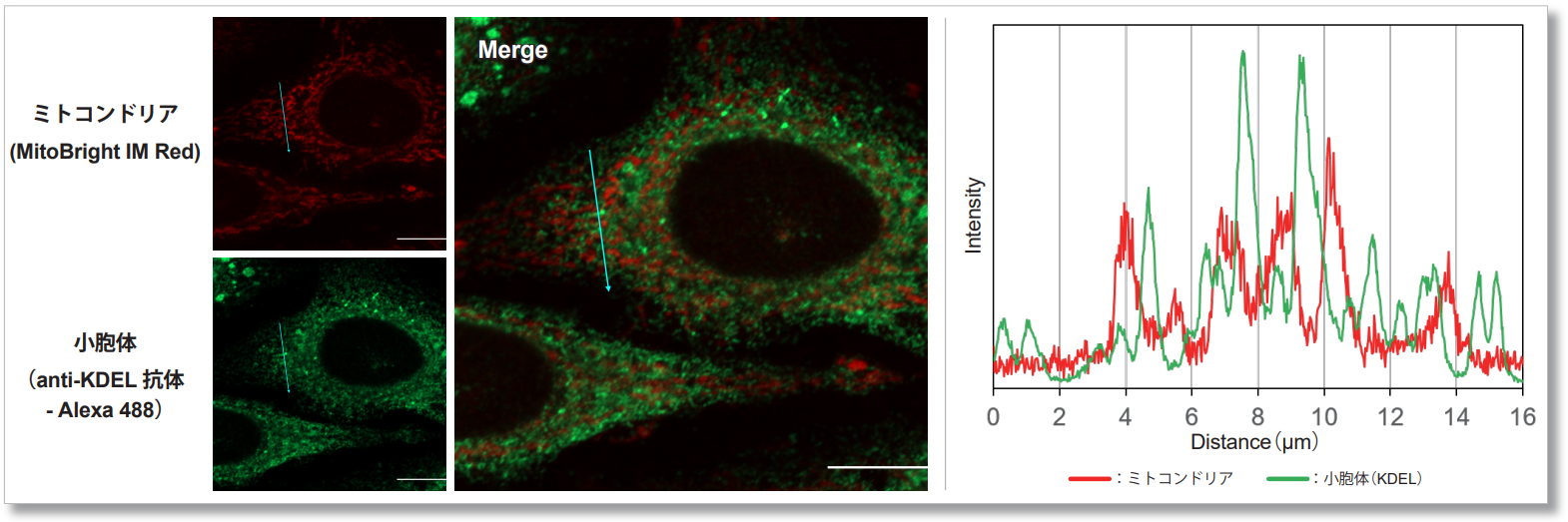 免疫染色用ミトコンドリア検出蛍光色素 Span Style Color Ff0000 Red Span Mitobright Im Red For Immunostaining 同仁化学研究所