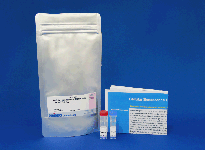 Cellular Senescence Detection Kit - SPiDER-<i>β</i>Gal