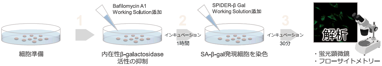 SA-β-Galの染色操作