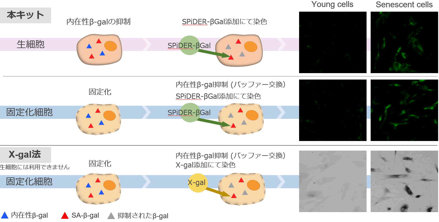 生細胞も固定化細胞も適用できる老化細胞検出