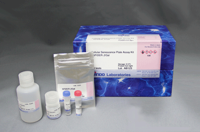 Cellular Senescence Plate Assay Kit - SPiDER-βGal