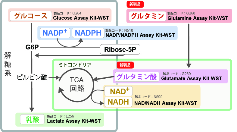 細胞毒性測定キット Cytotoxicity LDH Assay Kit-WST　