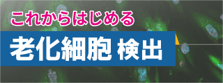 これからはじめる 老化細胞検出