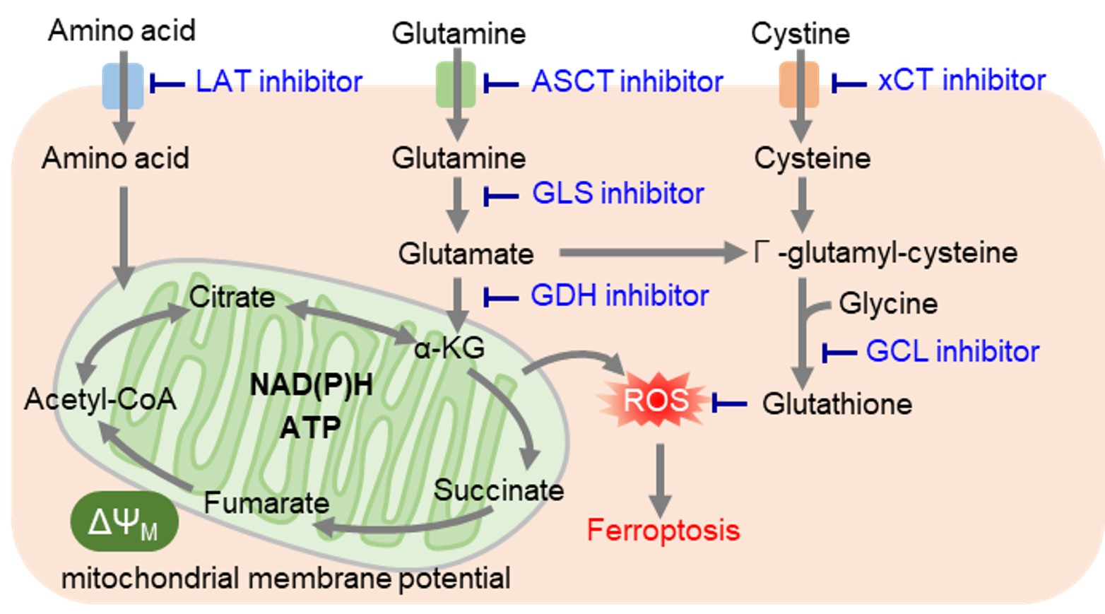 これからはじめる 細胞内代謝 同仁化学研究所