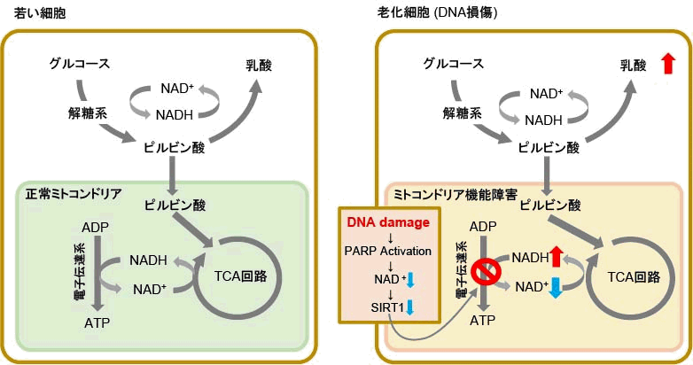 嫌気 性 代謝