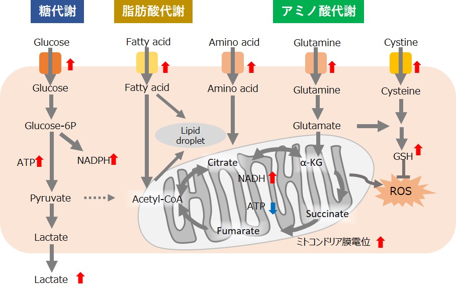 グルタミン酸マグネシウム