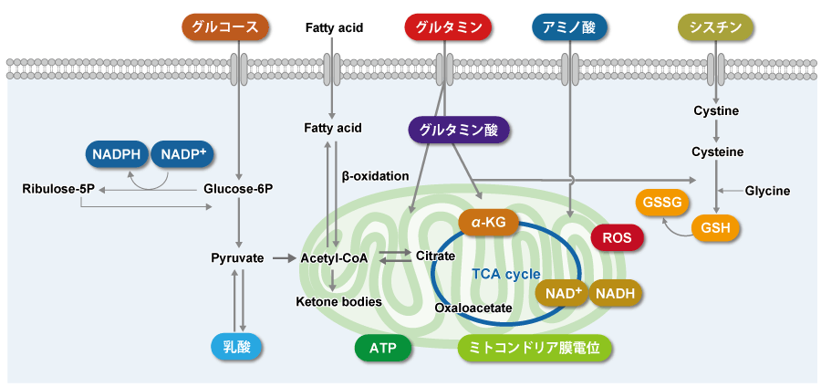 糖 嫌気 的 解