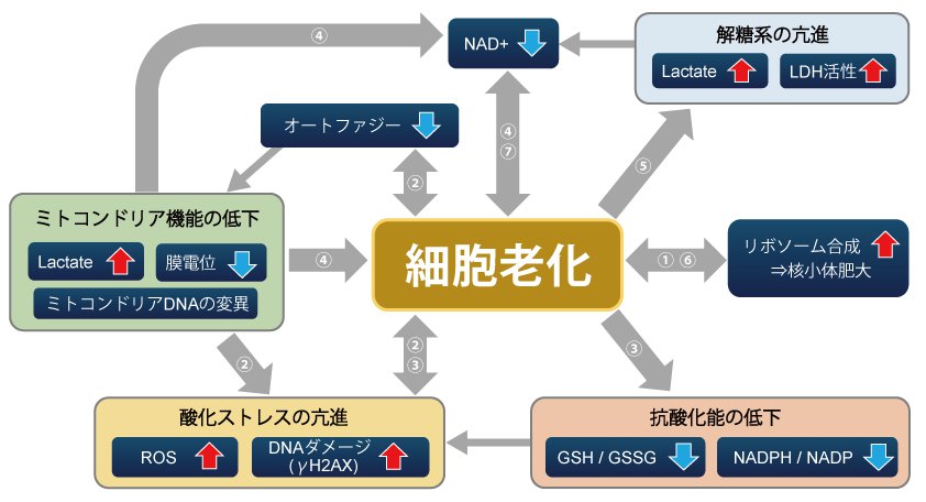 これからはじめる 老化細胞検出 同仁化学研究所