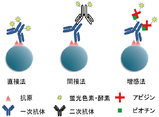 はじめての抗体標識プロトコルｰ1 同仁化学研究所