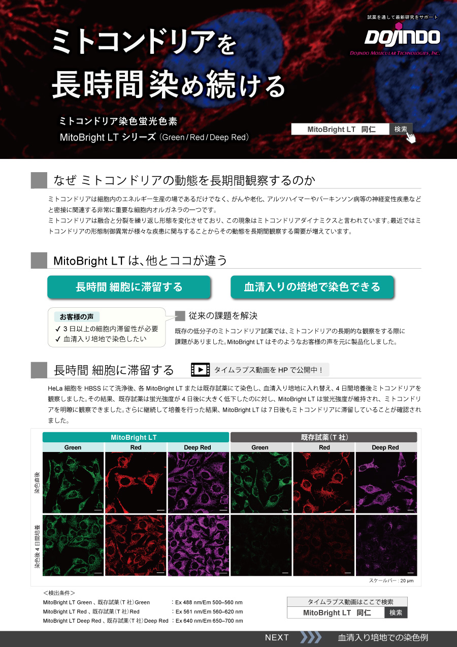 ミトコンドリアを長時間染め続ける 同仁化学研究所