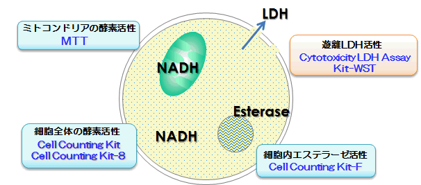 細胞増殖 細胞毒性測定用試薬の選択ガイド 同仁化学研究所